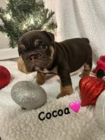 Cocoa, a female English Bulldog for sale in Newnan, GA – Photo 1 of 8