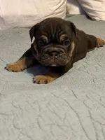 Cocoa, a female English Bulldog for sale in Newnan, GA – Photo 6 of 8