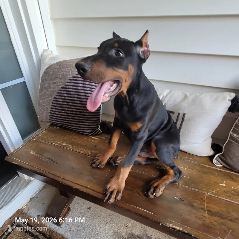 Bruno – Doberman Pinscher puppy for sale in McDonough, GA
