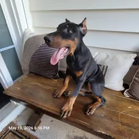 Bruno, a male Doberman Pinscher for sale in McDonough, GA – 1 of 5