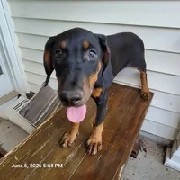 Gray Collar, a female Doberman Pinscher for sale in McDonough, GA – 3 of 3