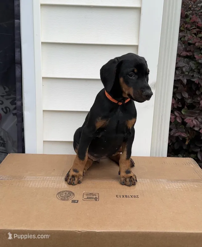 ORG – Doberman Pinscher puppy for sale in McDonough, GA