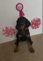 ORG, a female Doberman Pinscher for sale in McDonough, GA – Photo 2 of 2