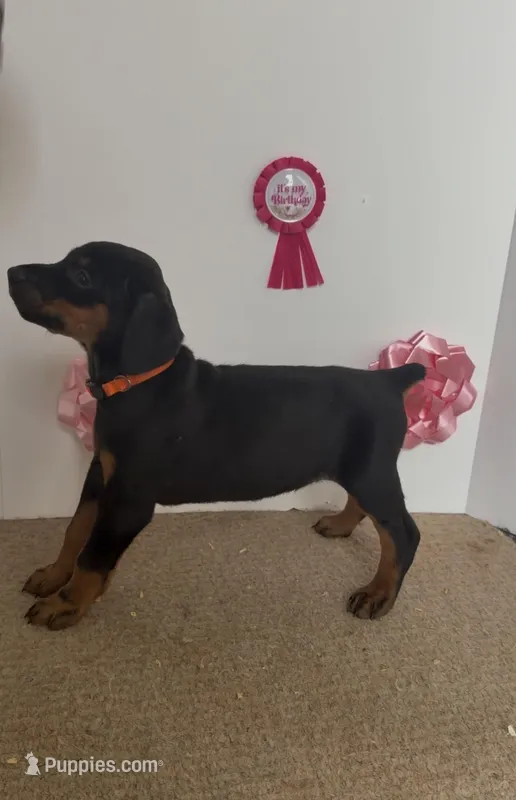 ORG – Doberman Pinscher puppy for sale in McDonough, GA
