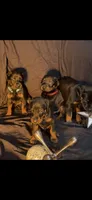Bruno, a male Doberman Pinscher for sale in McDonough, GA – Photo 2 of 2