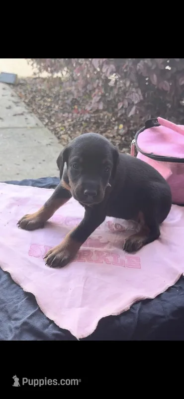 Bruno – Doberman Pinscher puppy for sale in McDonough, GA