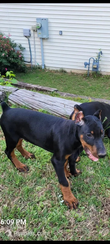 Gren – Doberman Pinscher puppy for sale in McDonough, GA