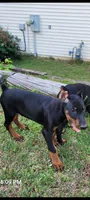 Gren, a male Doberman Pinscher for sale in McDonough, GA – 1 of 4