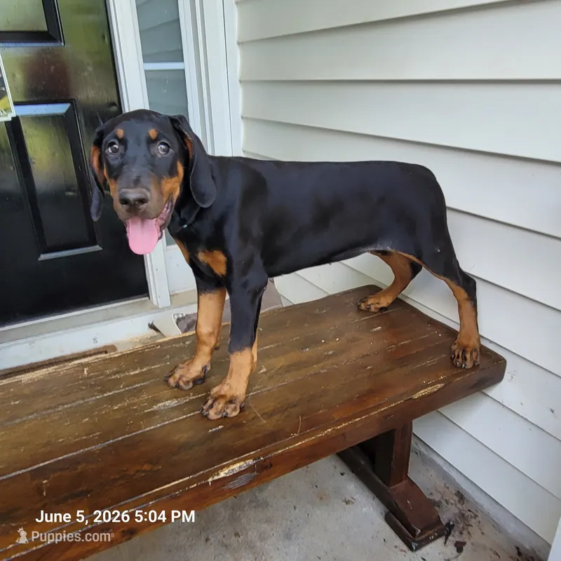 Kita – Doberman Pinscher puppy for sale in McDonough, GA