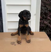 Gren, a male Doberman Pinscher for sale in McDonough, GA – 3 of 4
