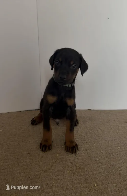 Gren – Doberman Pinscher puppy for sale in McDonough, GA