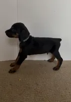 Gren, a male Doberman Pinscher for sale in McDonough, GA – Photo 2 of 2