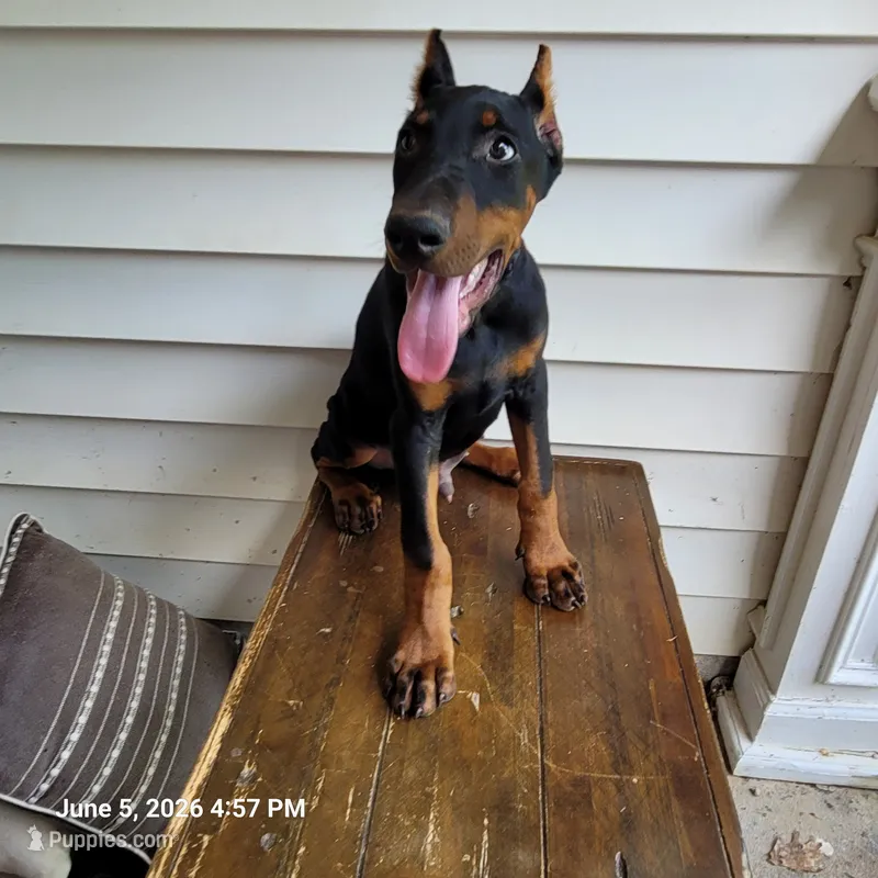 Hummer – Doberman Pinscher puppy for sale in McDonough, GA