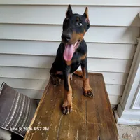 Hummer, a male Doberman Pinscher for sale in McDonough, GA – 1 of 4