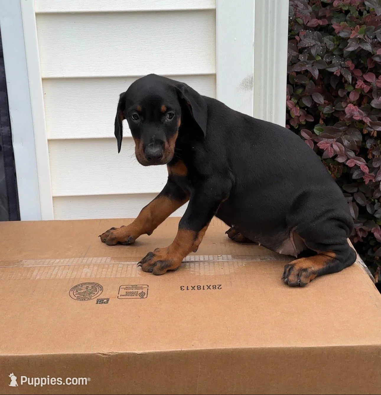 Ava, a female Doberman Pinscher for sale in McDonough, GA – 3 of 3