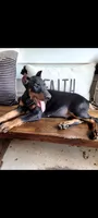 Bruno, a male Doberman Pinscher for sale in McDonough, GA – 3 of 5