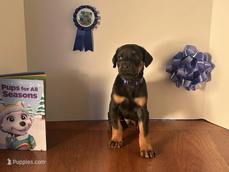Diesel – Doberman Pinscher puppy for sale in McDonough, GA