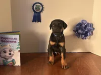 Diesel, a male Doberman Pinscher for sale in McDonough, GA – Photo 1 of 3