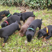 Diesel, a male Doberman Pinscher for sale in McDonough, GA – Photo 3 of 3
