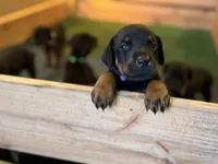 Diesel, a male Doberman Pinscher for sale in McDonough, GA – Photo 2 of 3