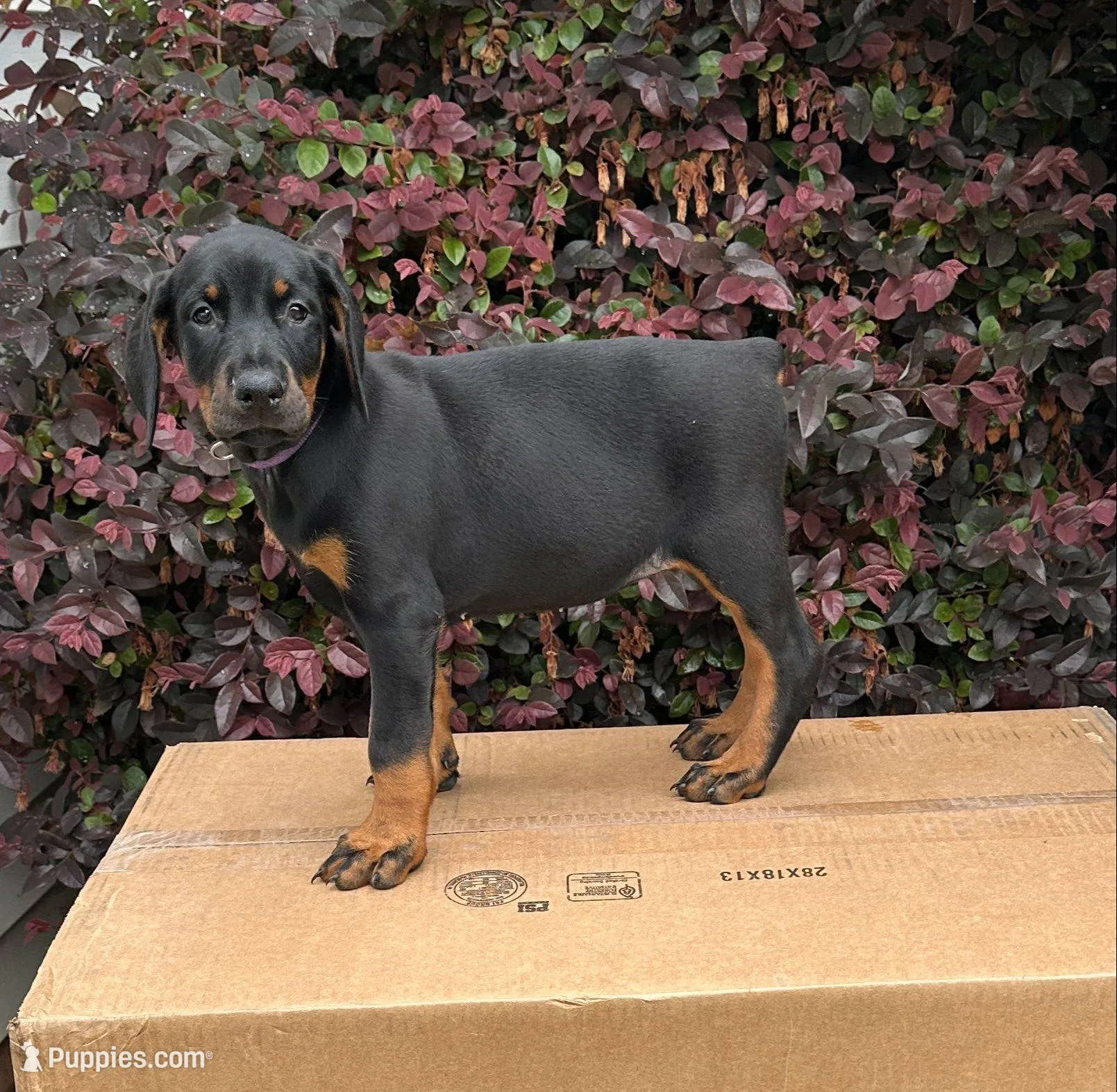 Kita, a female Doberman Pinscher for sale in McDonough, GA – 1 of 3