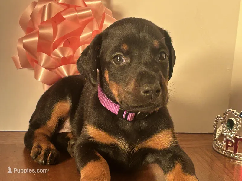Kita – Doberman Pinscher puppy for sale in McDonough, GA