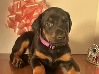 Kita, a female Doberman Pinscher for sale in McDonough, GA – Photo 1 of 2