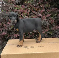 Kita, a female Doberman Pinscher for sale in McDonough, GA – 3 of 3