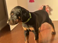 Ava, a female Doberman Pinscher for sale in McDonough, GA – Photo 1 of 3