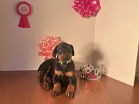 Ava, a female Doberman Pinscher for sale in McDonough, GA – Photo 3 of 3