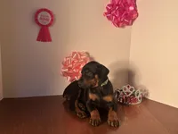 Ava, a female Doberman Pinscher for sale in McDonough, GA – Photo 2 of 3