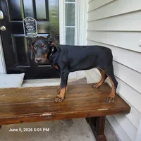 Gray Collar, a female Doberman Pinscher for sale in McDonough, GA – 1 of 3