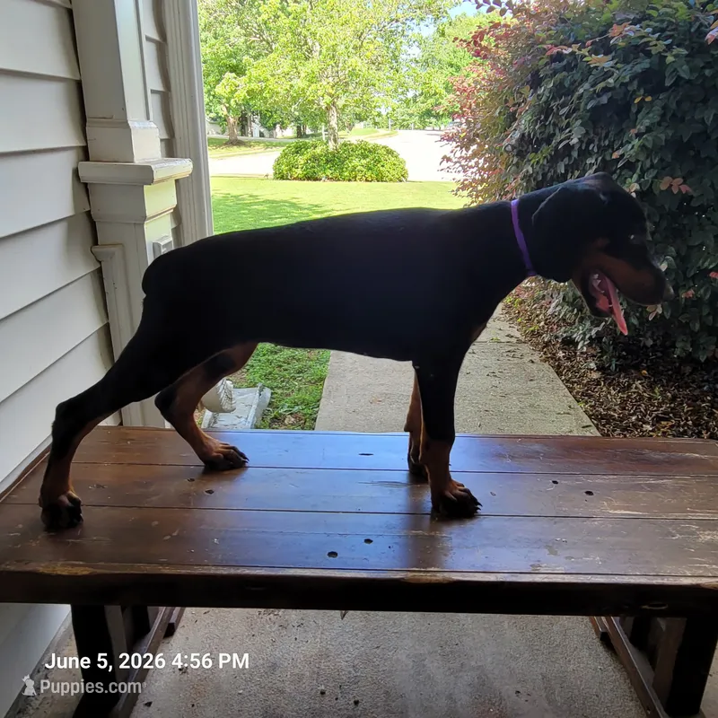 Ava – Doberman Pinscher puppy for sale in McDonough, GA