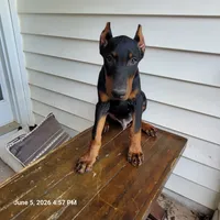 Hummer, a male Doberman Pinscher for sale in McDonough, GA – 4 of 4