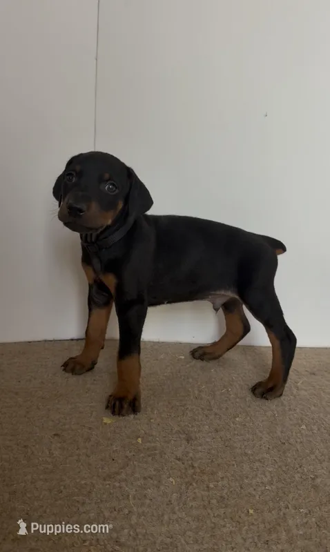 Bruno – Doberman Pinscher puppy for sale in McDonough, GA
