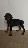 Bruno, a male Doberman Pinscher for sale in McDonough, GA – 2 of 5