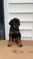 Bruno, a male Doberman Pinscher for sale in McDonough, GA – 5 of 5
