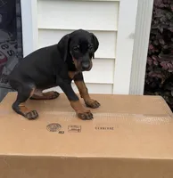 Bruno, a male Doberman Pinscher for sale in McDonough, GA – 4 of 5