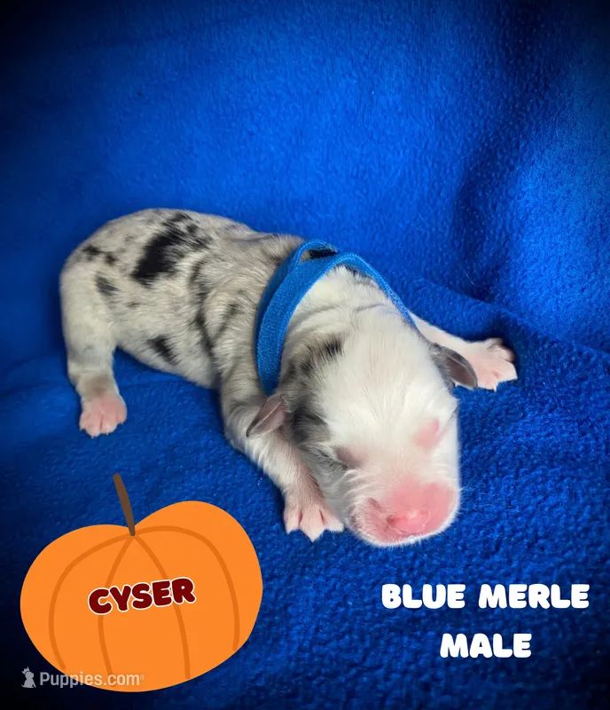 Cyser – Australian Shepherd puppy for sale in Brookfield, OH