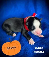 Cocoa, a female Australian Shepherd for sale in Brookfield, OH – 1 of 1