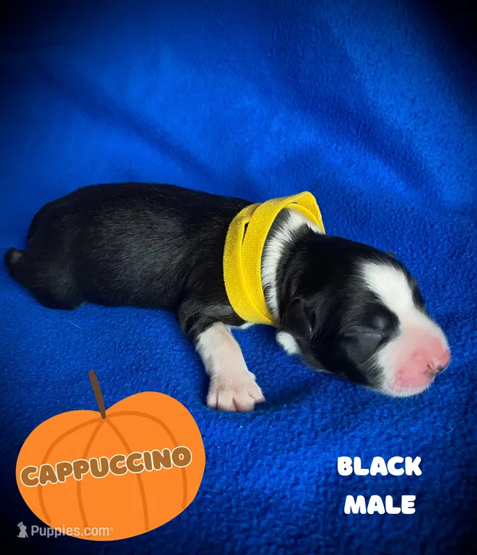 Cappuccino – Australian Shepherd puppy for sale in Brookfield, OH