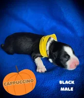 Cappuccino, a male Australian Shepherd for sale in Brookfield, OH – 1 of 1