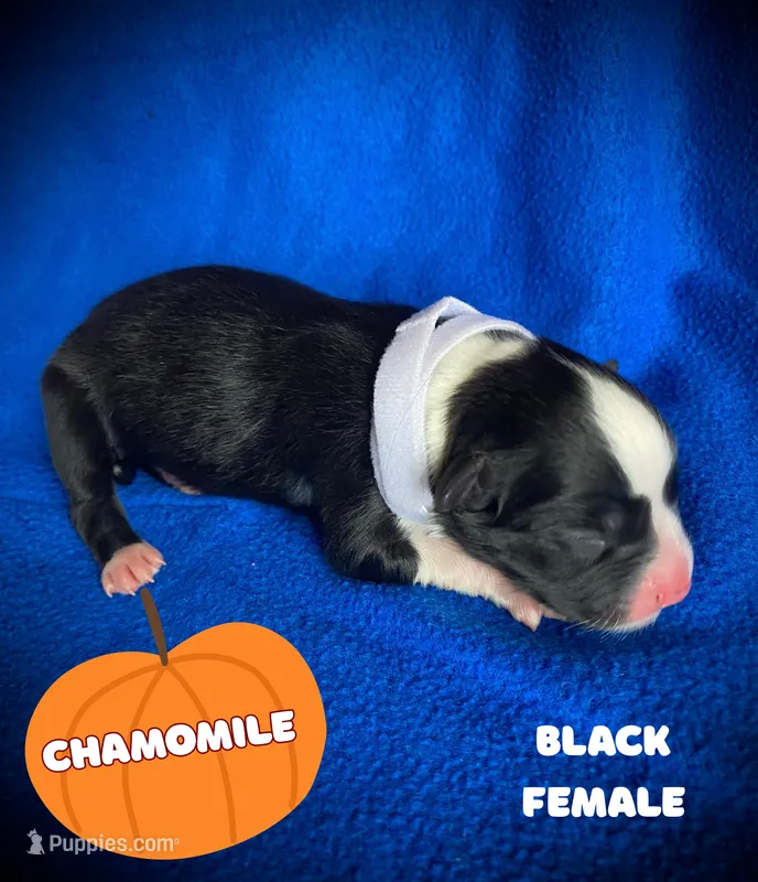 Chamomile – Australian Shepherd puppy for sale in Brookfield, OH
