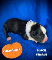 Chamomile, a female Australian Shepherd for sale in Brookfield, OH – 1 of 1