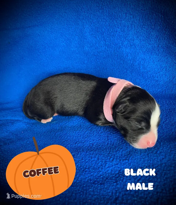 Coffee – Australian Shepherd puppy for sale in Brookfield, OH