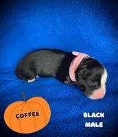 Coffee, a male Australian Shepherd for sale in Brookfield, OH – 1 of 1