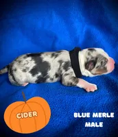 Cider, a male Australian Shepherd for sale in Brookfield, OH – 1 of 1