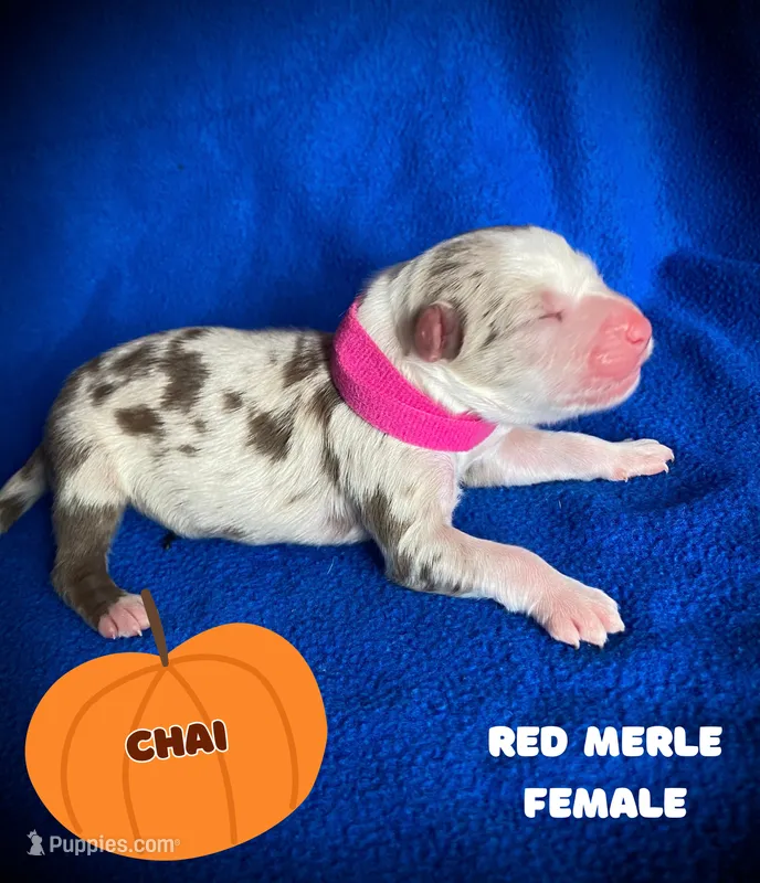 Chai – Australian Shepherd puppy for sale in Brookfield, OH