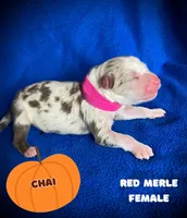 Chai, a female Australian Shepherd for sale in Brookfield, OH – 1 of 1