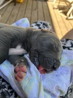 Waffles, a female Great Dane for sale in Farmington, NH – 4 of 5